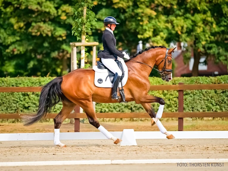 Hannover Castrone 4 Anni 172 cm Baio scuro in Verden