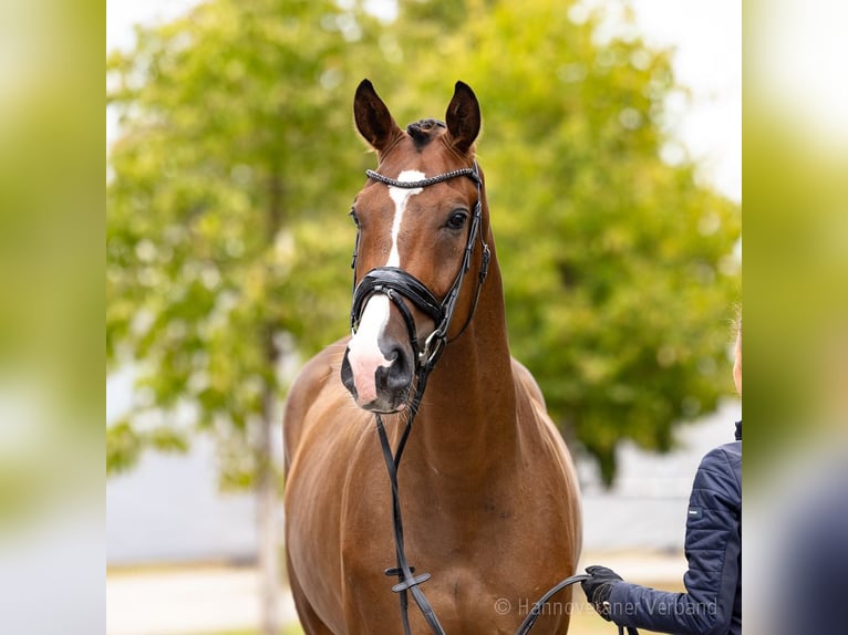 Hannover Castrone 4 Anni 172 cm Baio scuro in Verden