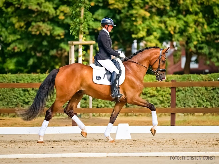 Hannover Castrone 4 Anni 172 cm Baio scuro in Verden