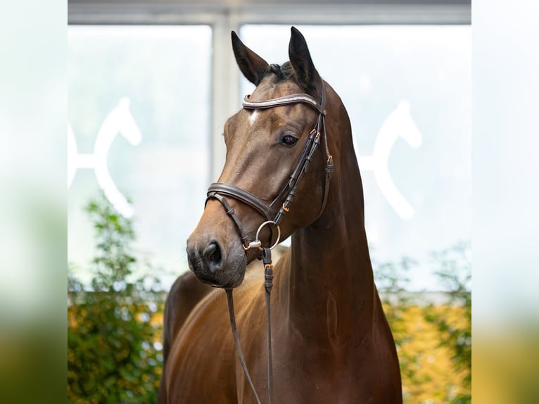 Hannover Castrone 4 Anni 172 cm Baio scuro in Verden