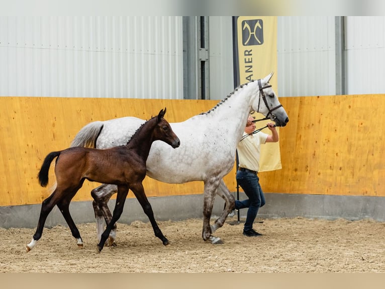 Hannover Castrone 4 Anni 172 cm Grigio in Duszniki