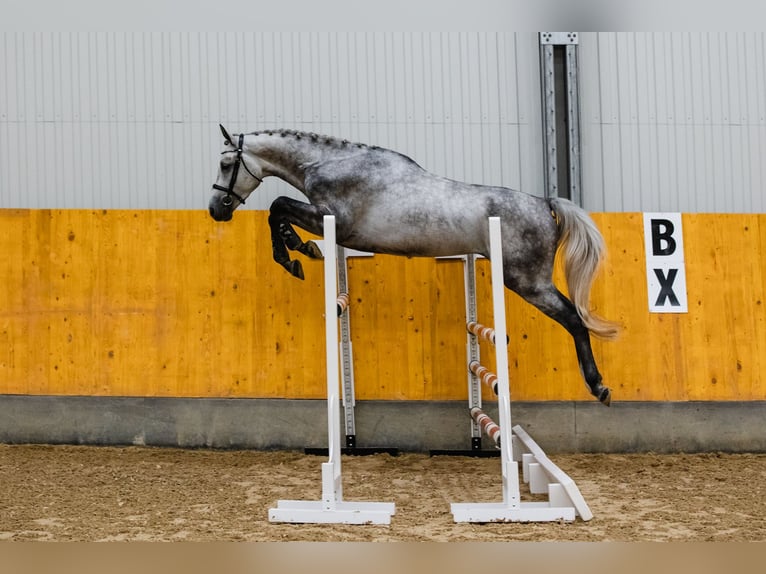 Hannover Castrone 4 Anni 172 cm Grigio in DUSZNIKI