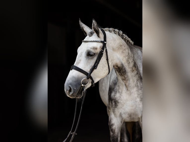 Hannover Castrone 4 Anni 172 cm Grigio in DUSZNIKI