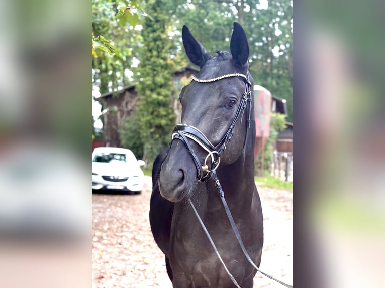 Hannover Castrone 4 Anni 172 cm Morello in Kirchlinteln