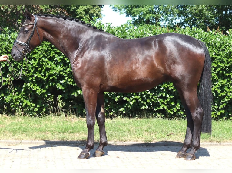 Hannover Castrone 4 Anni 172 cm Morello in Selsingen