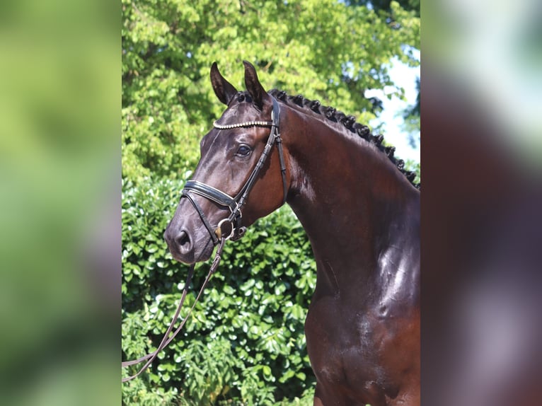 Hannover Castrone 4 Anni 172 cm Morello in Selsingen