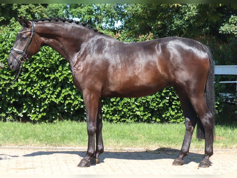 Hannover Castrone 4 Anni 172 cm Morello in Selsingen