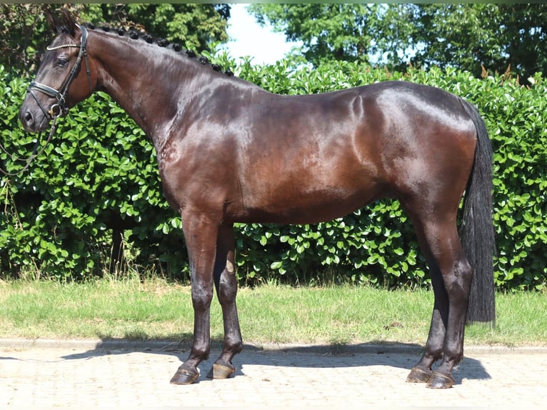 Hannover Castrone 4 Anni 172 cm Morello in Selsingen