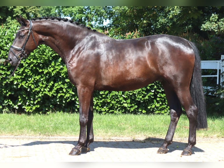 Hannover Castrone 4 Anni 172 cm Morello in Selsingen