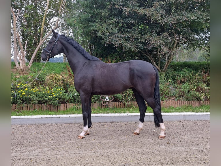 Hannover Castrone 4 Anni 172 cm Morello in Loxstedt