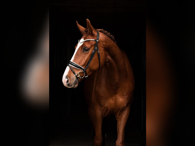 Hannover Castrone 4 Anni 172 cm Sauro in Bippen