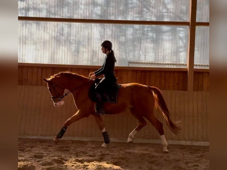 Hannover Castrone 4 Anni 172 cm Sauro in Fürstenau