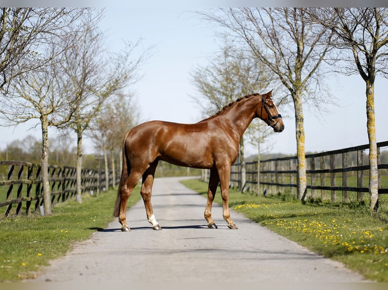 Hannover Castrone 4 Anni 172 cm Sauro in Diepholz