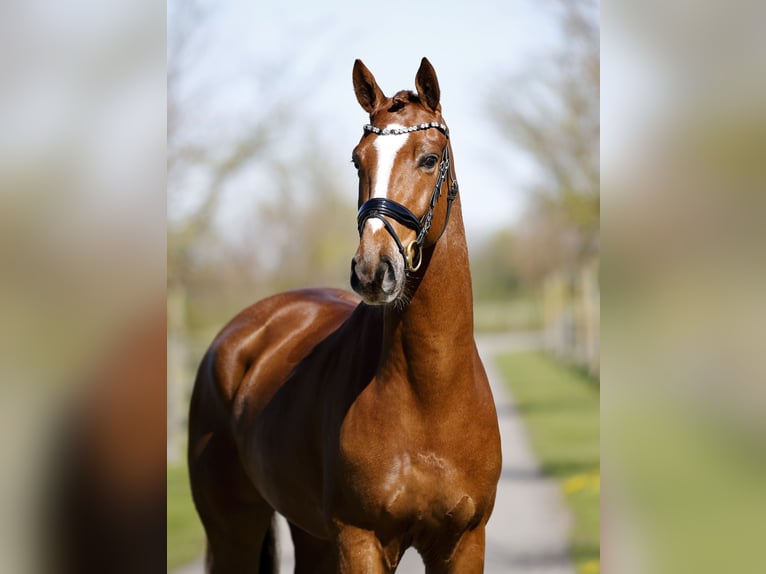 Hannover Castrone 4 Anni 172 cm Sauro in Diepholz