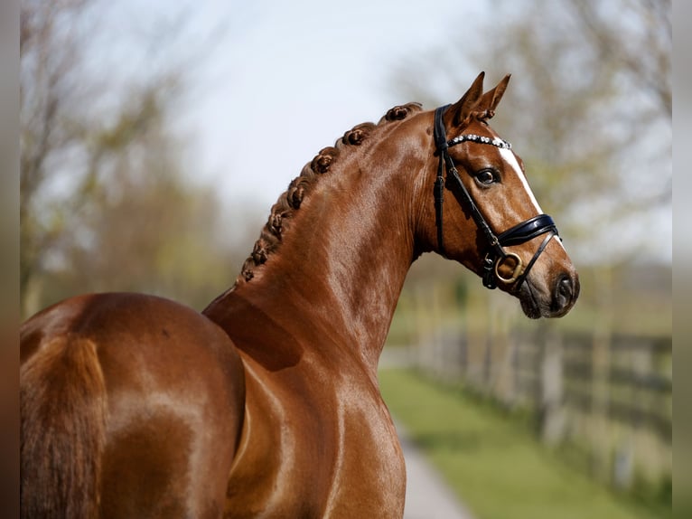 Hannover Castrone 4 Anni 172 cm Sauro in Diepholz