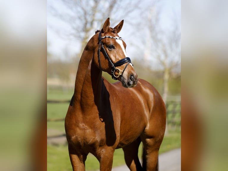 Hannover Castrone 4 Anni 172 cm Sauro in Diepholz