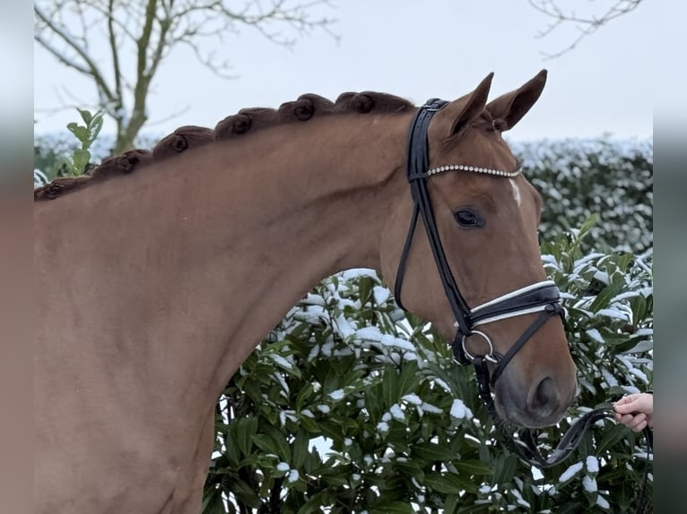 Hannover Castrone 4 Anni 172 cm Sauro in Visbek