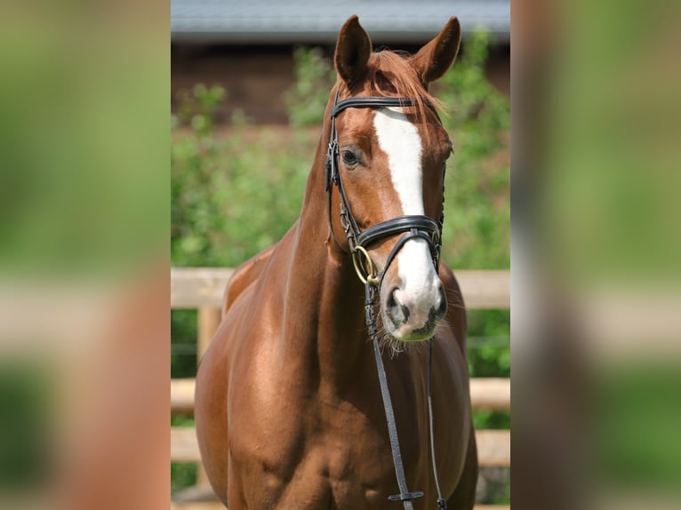 Hannover Castrone 4 Anni 172 cm Sauro in Rickling