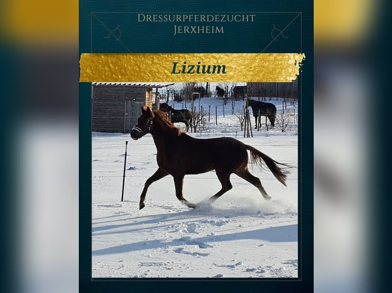 Hannover Castrone 4 Anni 172 cm Sauro in Jerxheim