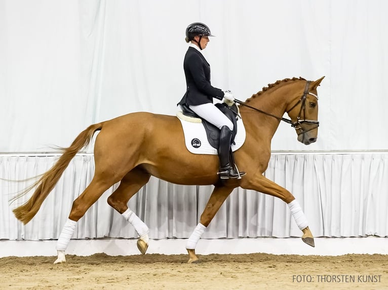 Hannover Castrone 4 Anni 172 cm Sauro in Verden