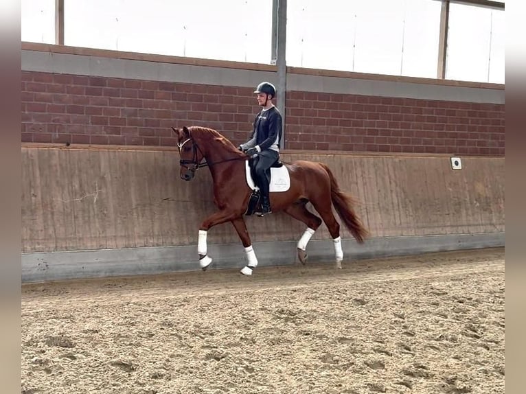 Hannover Castrone 4 Anni 172 cm Sauro in Viersen