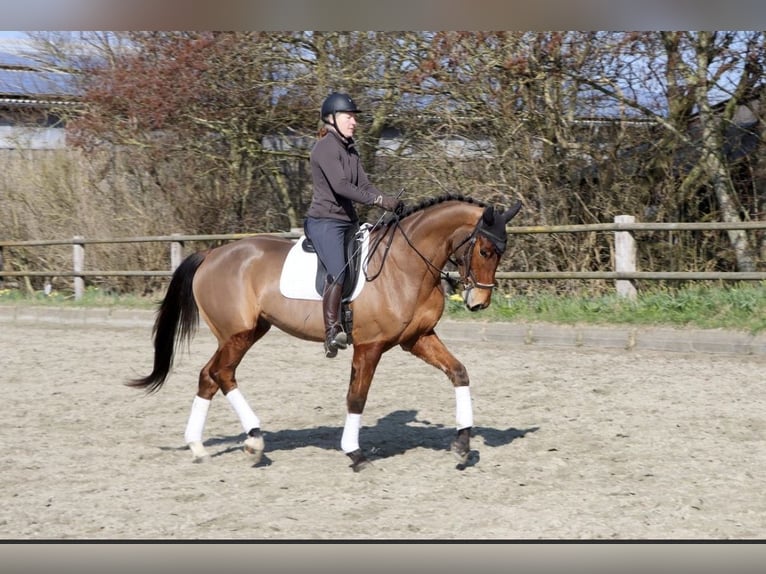 Hannover Castrone 4 Anni 173 cm Baio in Dorf Mecklenburg