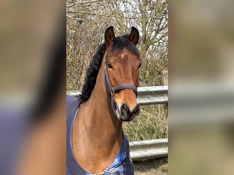 Hannover Castrone 4 Anni 173 cm Baio in Dorf Mecklenburg