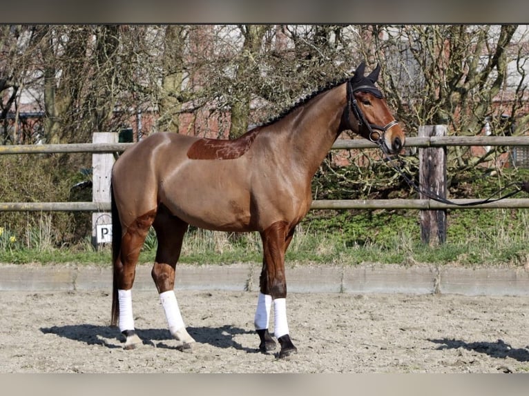 Hannover Castrone 4 Anni 173 cm Baio in Dorf Mecklenburg