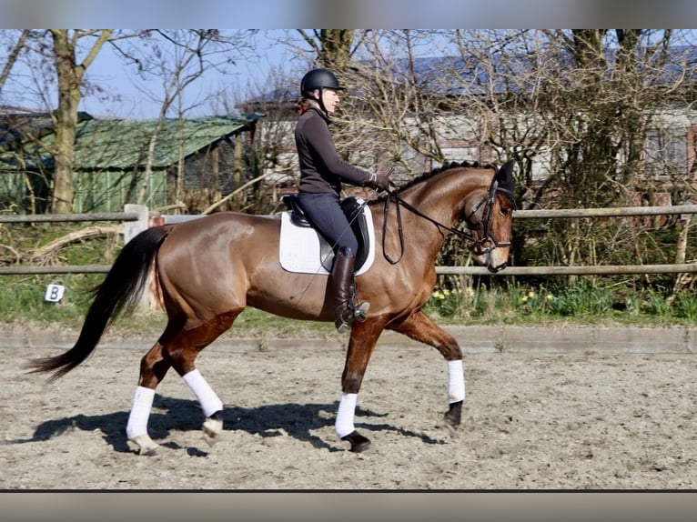 Hannover Castrone 4 Anni 173 cm Baio in Dorf Mecklenburg