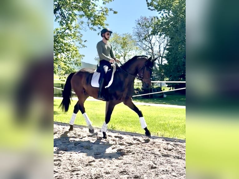 Hannover Castrone 4 Anni 173 cm Baio in Dransfeld