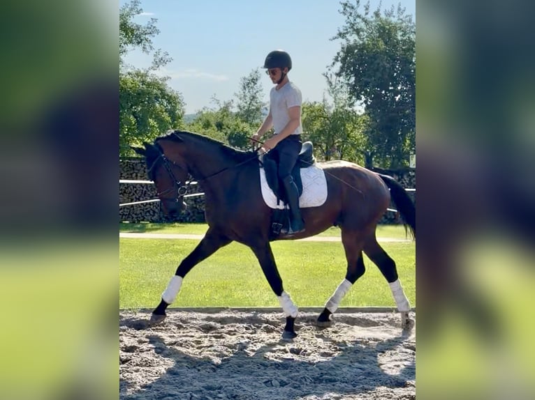 Hannover Castrone 4 Anni 173 cm Baio in Dransfeld
