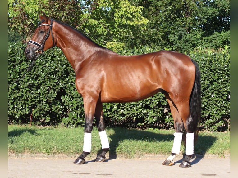 Hannover Castrone 4 Anni 173 cm Baio in Selsingen