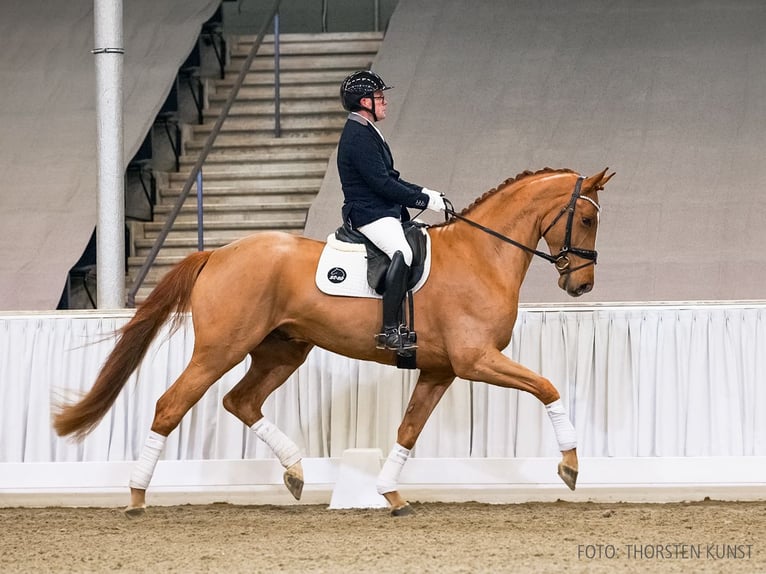 Hannover Castrone 4 Anni 173 cm Baio in Verden