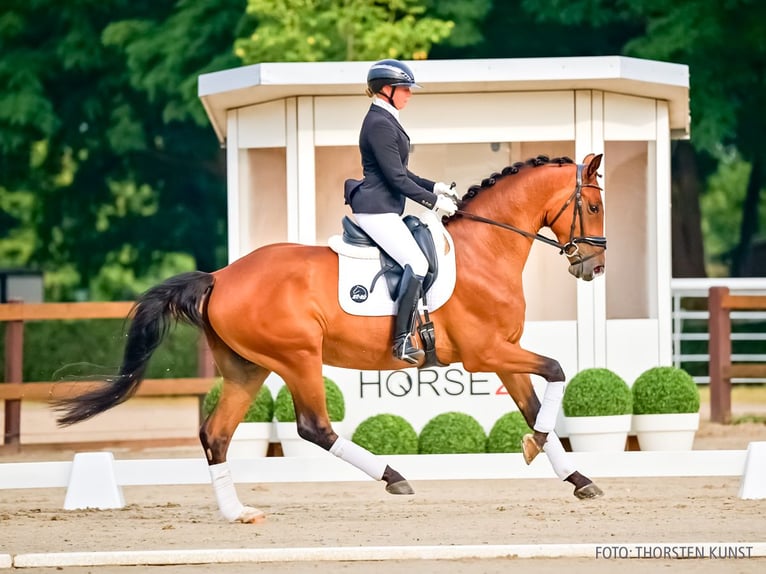 Hannover Castrone 4 Anni 173 cm Baio in Verden