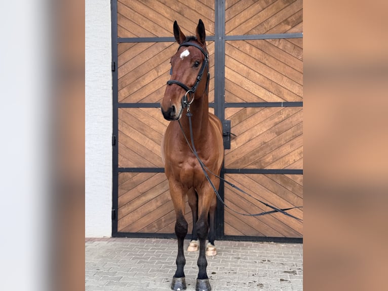 Hannover Castrone 4 Anni 173 cm Baio in Łazy