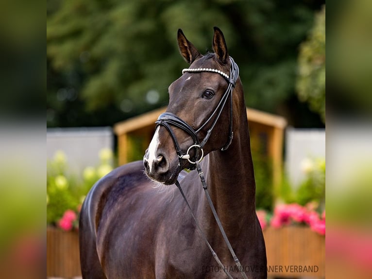 Hannover Castrone 4 Anni 173 cm Baio nero in Verden