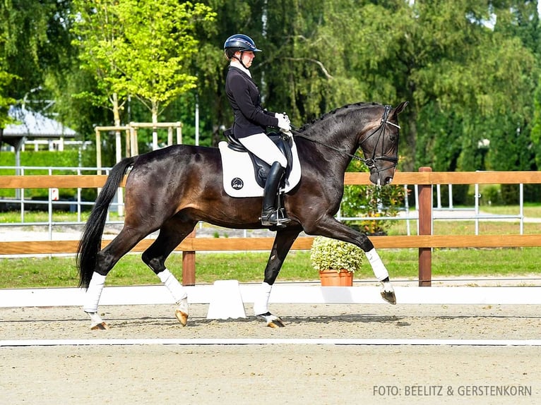 Hannover Castrone 4 Anni 173 cm Baio nero in Verden