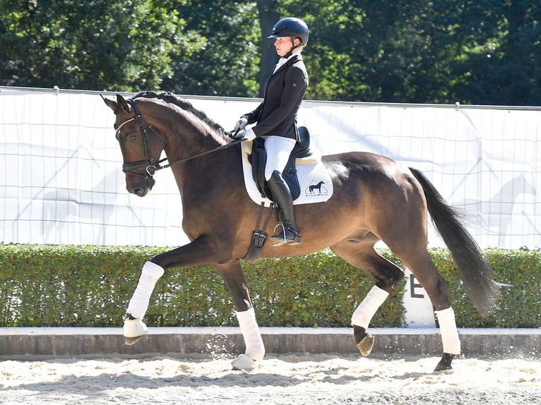 Hannover Castrone 4 Anni 173 cm Baio scuro in Bad Bevensen