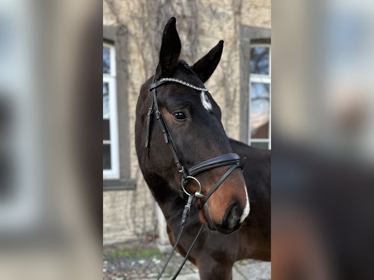 Hannover Castrone 4 Anni 173 cm Baio scuro in Wolfsburg