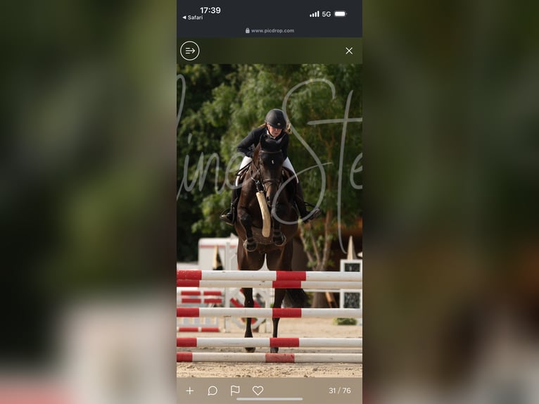 Hannover Castrone 4 Anni 173 cm Baio scuro in Stockstadt am Rhein