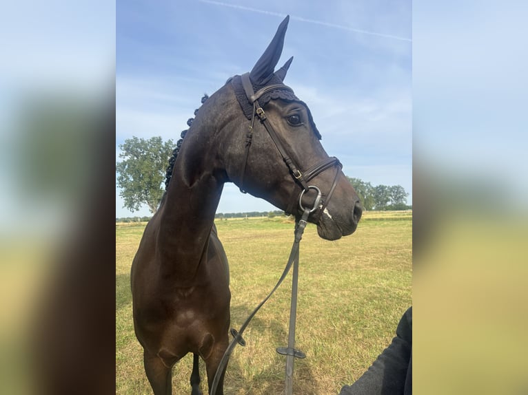 Hannover Castrone 4 Anni 173 cm Baio scuro in Stockstadt am Rhein