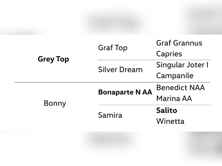Hannover Castrone 4 Anni 173 cm Grigio in Dannenberg (Elbe)
