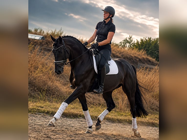 Hannover Castrone 4 Anni 173 cm Morello in Gifhorn