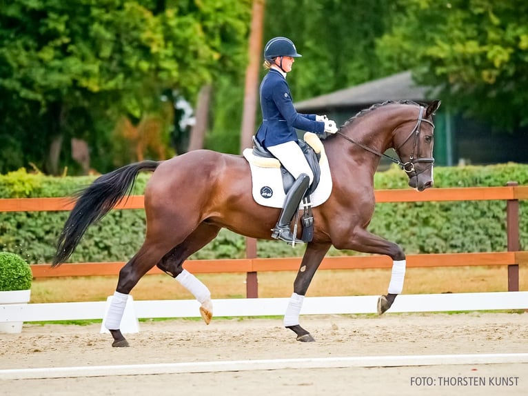 Hannover Castrone 4 Anni 173 cm Morello in Verden
