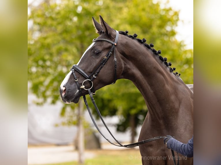 Hannover Castrone 4 Anni 173 cm Morello in Verden