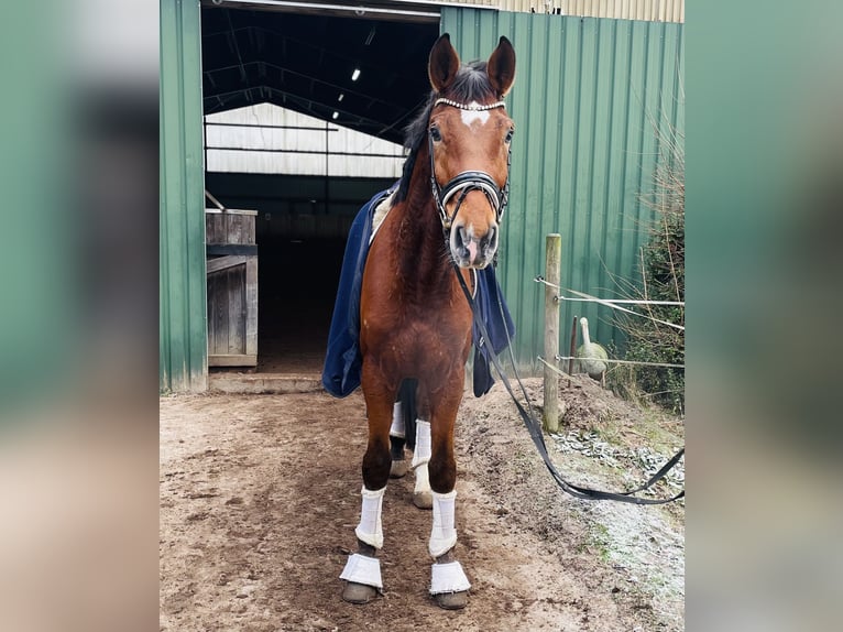 Hannover Castrone 4 Anni 174 cm Baio in Kirchlinteln