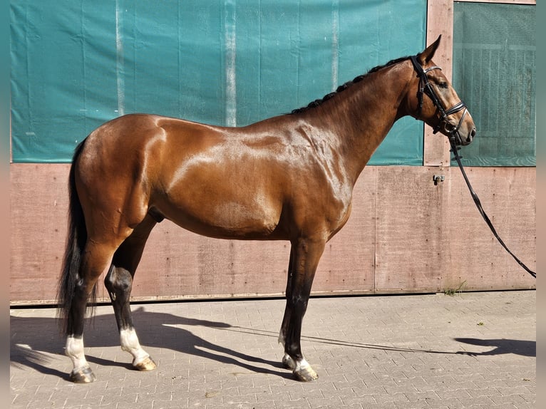 Hannover Castrone 4 Anni 174 cm Baio in Scharnebeck