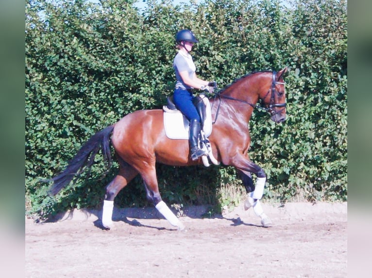 Hannover Castrone 4 Anni 174 cm Baio in Scharnebeck