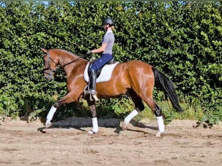 Hannover Castrone 4 Anni 174 cm Baio in Scharnebeck