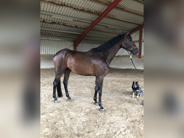 Hannover Castrone 4 Anni 174 cm Baio in Edingen-Neckarhausen